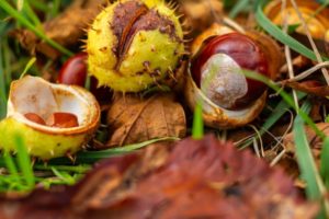 Conkers lying in grass and fallen leaves. Conkers are the fruit of the horse chestnut tree