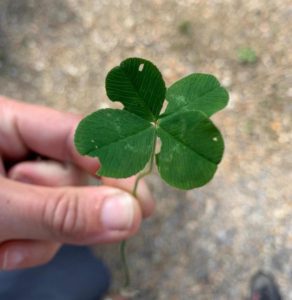 Hand holding a Four Leaf Clover