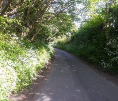 A country road with white cow parsley flowers blossoming on either side