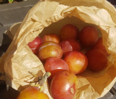 Paper bag filled with Victoria plums