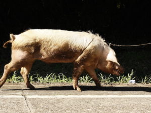 A pig on a lead