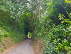 Road with very high sides and trees arching over it