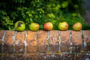 Row of apples on a wall
