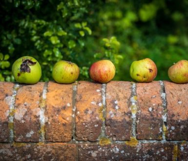 Row of apples on a wall