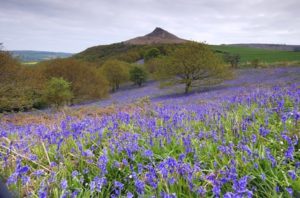 Bluebells on a slope at Roseberry Topping,Middlesbrough