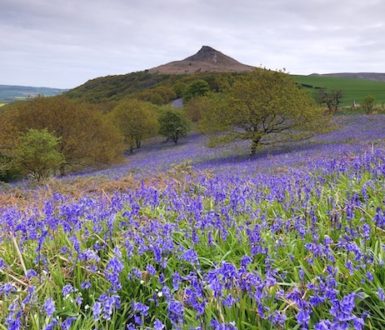 Bluebells on a slope at Roseberry Topping,Middlesbrough