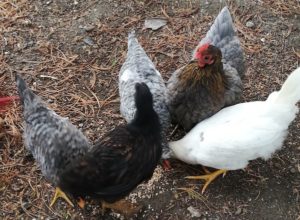 Group of grey and white chickens