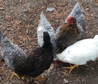 Group of grey and white chickens