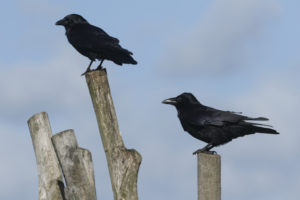 Crows perched on wooden poles by the coast