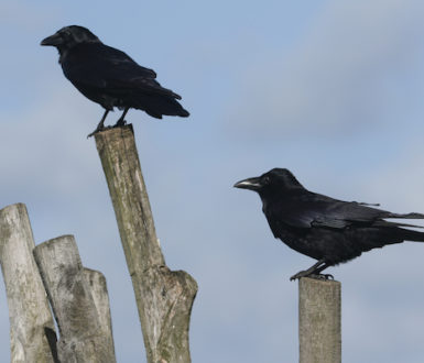 Crows perched on wooden poles by the coast