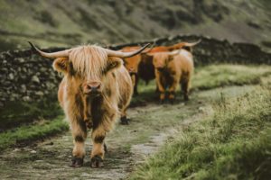 Longhorn cattle standing on path