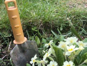 Basic British Gardening - a trowel, a lawn and some primroses