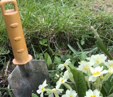 Basic British Gardening - a trowel, a lawn and some primroses